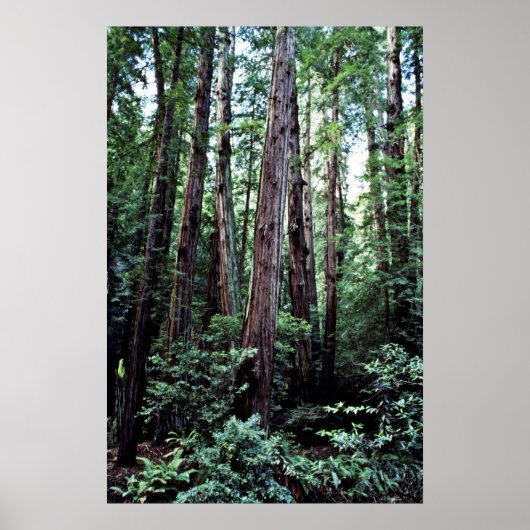 Redwood - Muir Woods National Monument Poster (Vorne)