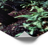 Redwood - Muir Woods National Monument Poster (Ecke)