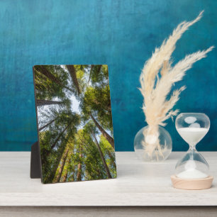 Redwood National and Staat Parks, Kalifornien Fotoplatte