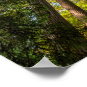 Redwood National and Staat Parks, Kalifornien Poster (Ecke)