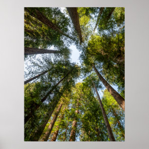 Redwood National and Staat Parks, Kalifornien Poster