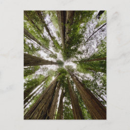 Redwood National and Staat Parks, Kalifornien Postkarte