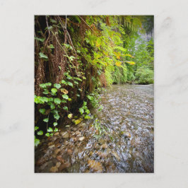 Redwood National and Staat Parks, Kalifornien Postkarte