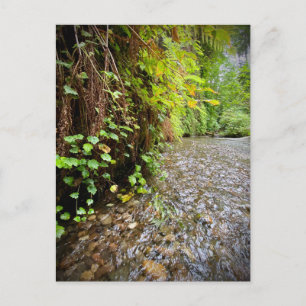 Redwood National and Staat Parks, Kalifornien Postkarte