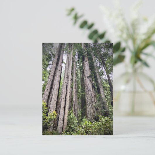 Redwood National and Staat Parks, Kalifornien Postkarte (Stehend Vorderseite)