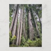 Redwood National and Staat Parks, Kalifornien Postkarte (Vorderseite)