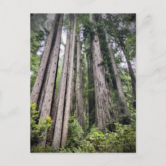 Redwood National and Staat Parks, Kalifornien Postkarte (Vorderseite)