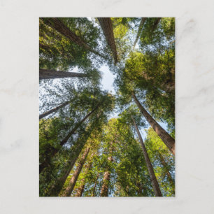Redwood National and State Parks, Kalifornien Postkarte