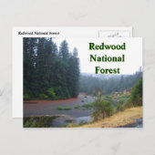 Redwood National Forest Postkarte (Vorne/Hinten)