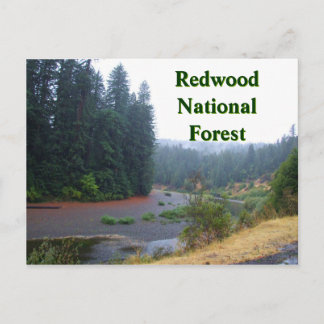 Redwood National Forest Postkarte