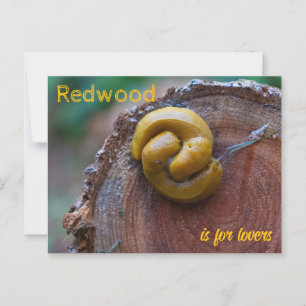 Redwood National Park Banana Slug Pair Postkarte