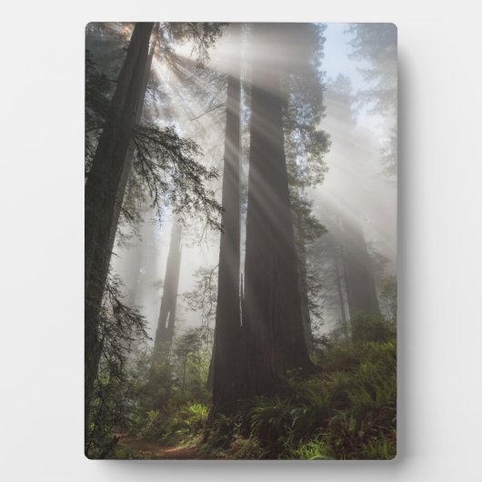 Redwood National Park California Fotoplatte (Vorderseite)