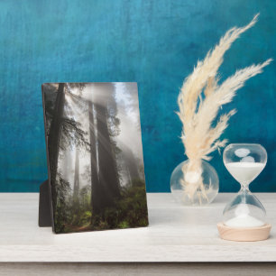 Redwood National Park California Fotoplatte