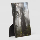 Redwood National Park California Fotoplatte (Seite)