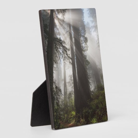 Redwood National Park California Fotoplatte (Seite)