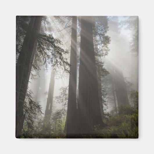 Redwood National Park California Magnet (Vorne)