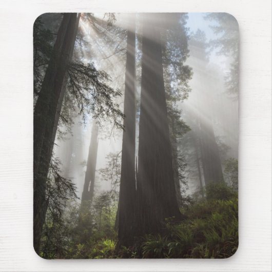 Redwood National Park California Mousepad (Vorne)