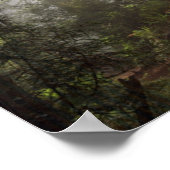 Redwood National Park California Poster (Ecke)