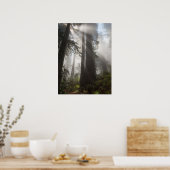 Redwood National Park California Poster (Küche)