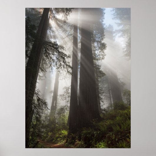 Redwood National Park California Poster (Vorne)
