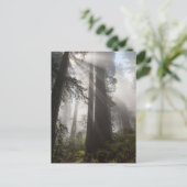 Redwood National Park California Postkarte (Stehend Vorderseite)