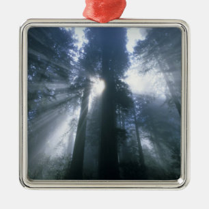 Redwood National Park, Del Norte Landkreis, neblig Silbernes Ornament