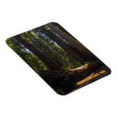 Redwood National Park Stout Grove Magnet (Rechte Seite)