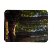 Redwood National Park Stout Grove Magnet (Horizontal)