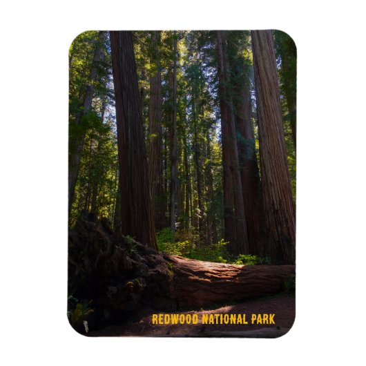 Redwood National Park Stout Grove Magnet (Vertikal)