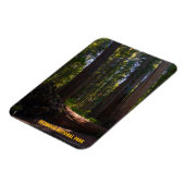 Redwood National Park Stout Grove Magnet (Linke Seite)