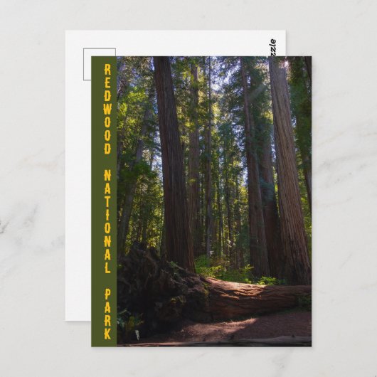 Redwood National Park Stout Grove Postkarte (Vorne/Hinten)