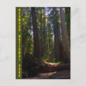 Redwood National Park Stout Grove Postkarte (Vorderseite)