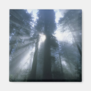 Redwood-Nationalpark, Del Norte County, neblig Magnet