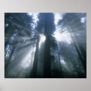 Redwood-Nationalpark, Del Norte County, neblig Poster