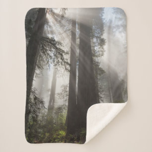 Redwood-Nationalpark Kalifornien Sherpadecke