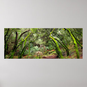 Redwood Regional Park, California Poster