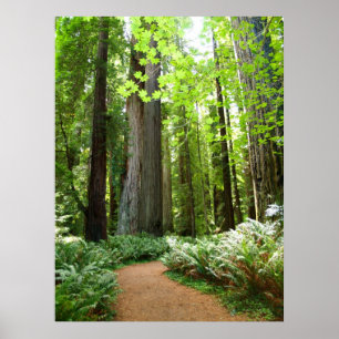 Redwood Trail Poster