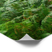 Redwood Trail Poster (Ecke)