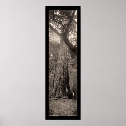Redwood Tree Foto 1907 Poster (Vorne)