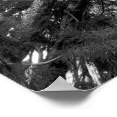 Redwood Tree Fotograf Poster (Ecke)