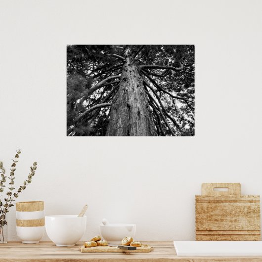Redwood Tree Fotograf Poster (Küche)
