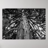 Redwood Tree Fotograf Poster (Vorne)