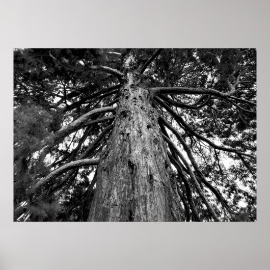 Redwood Tree Fotograf Poster (Vorne)