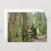 Redwood Tree Postkarten Big California Redwoods (Vorne/Hinten)
