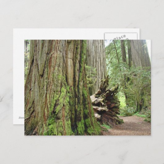 Redwood Tree Postkarten Big California Redwoods (Vorne/Hinten)