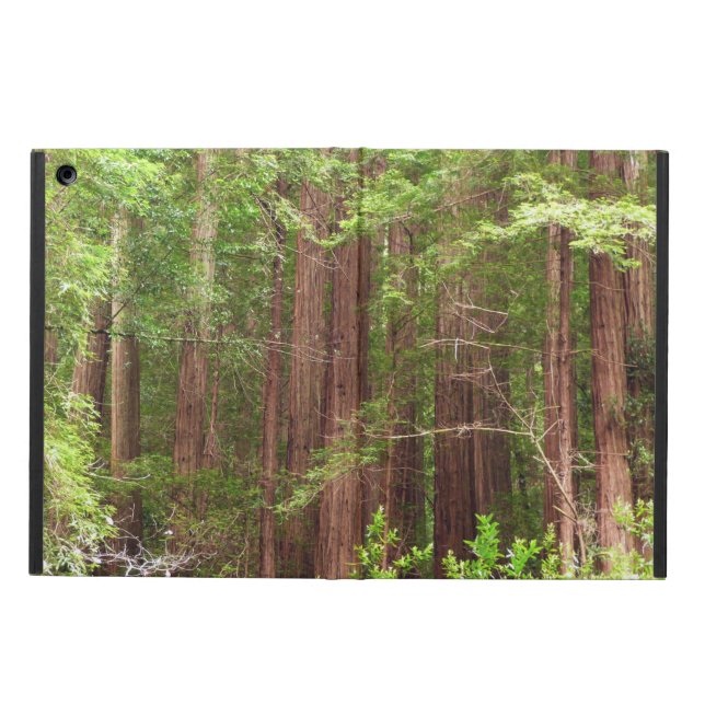 Redwood Trees at Muir Woods National Monument (Vorderseite)