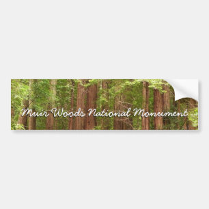 Redwood Trees at Muir Woods National Monument Autoaufkleber