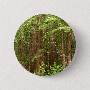 Redwood Trees at Muir Woods National Monument Button