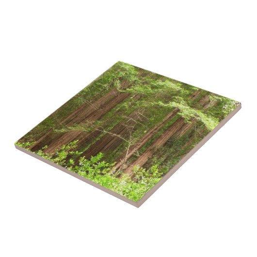 Redwood Trees at Muir Woods National Monument Fliese (Seite)