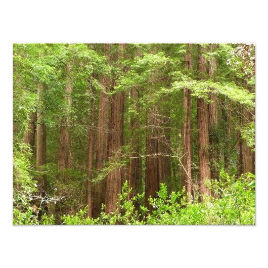 Redwood Trees at Muir Woods National Monument Fotodruck (Vorne)